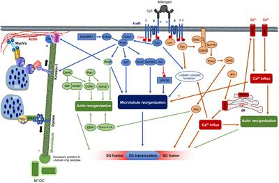 Cytoskeletal Transport, Reorganization, and Fusion Regulation in Mast Cell-Stimulus Secretion Coupling